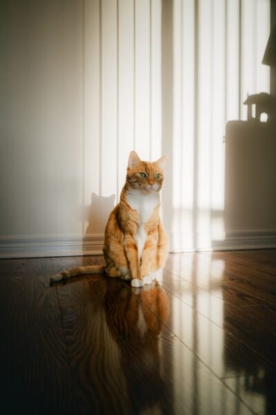 An orange cat sits on a reflective floor.